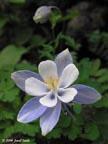 blue-columbine